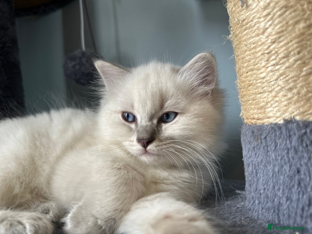 Ragdoll cats for sale: Ragdoll male kitten READY TO GO - Image 3