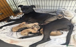 Lurcher dogs for sale: Lurcher puppies  - Image 7