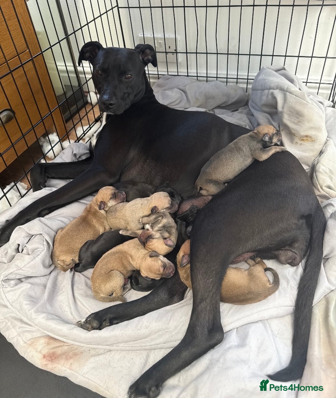 Lurcher dogs for sale: Lurcher puppies  - Image 7