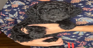 Cockapoo dogs - Advert 6