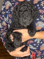 Cockapoo dogs - Advert 2