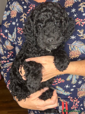 Cockapoo dogs - Advert 2