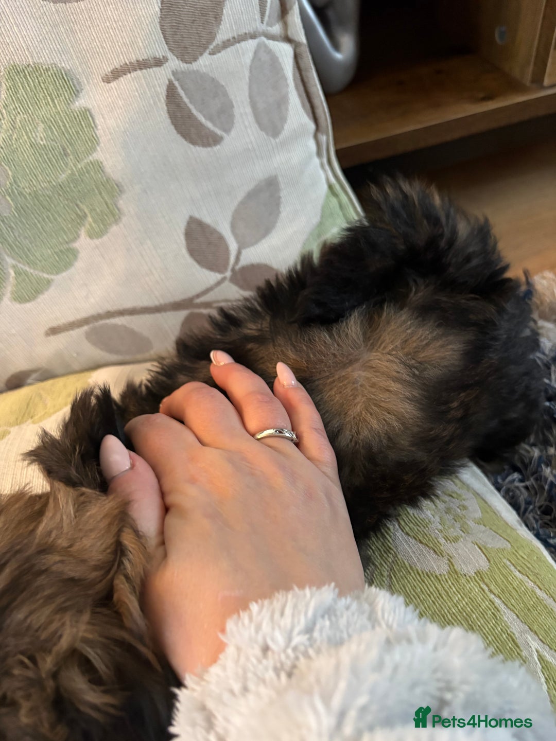 Mixed Breed dogs for sale: Shih Tzu cross - teddy bear puppies - Advert 8