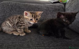 Mixed Breed cats for sale: Mix Bread Kittens - Image 1