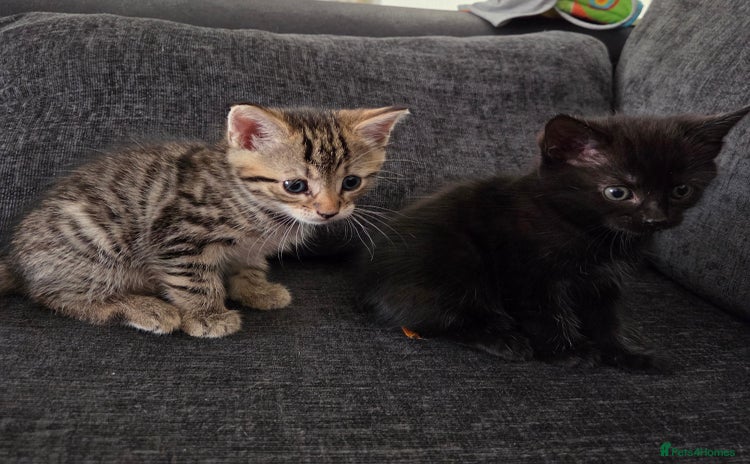 Mixed Breed cats - Advert 5