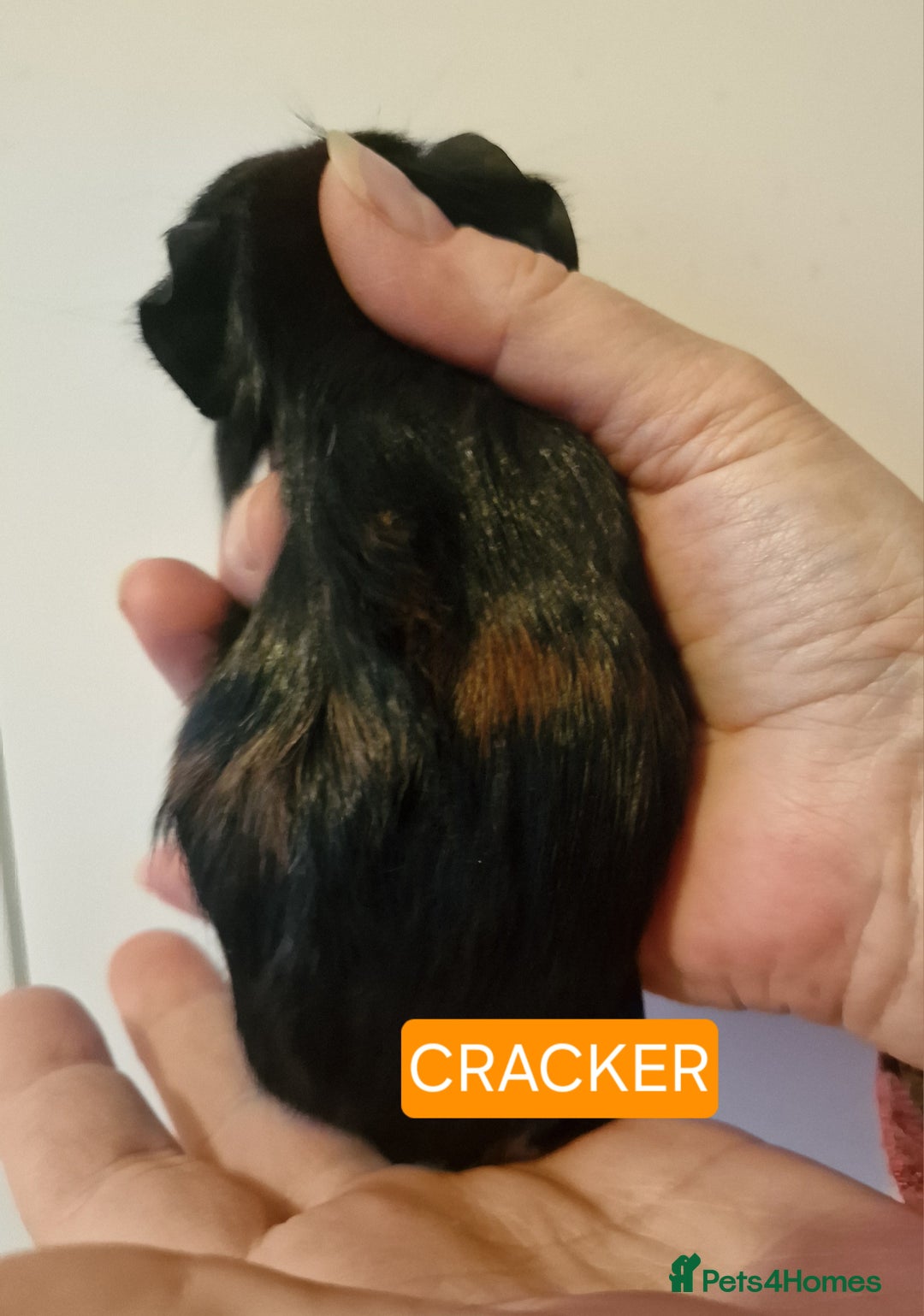 Guinea Pig rodents for sale: Female guinea pigs  - Advert 24