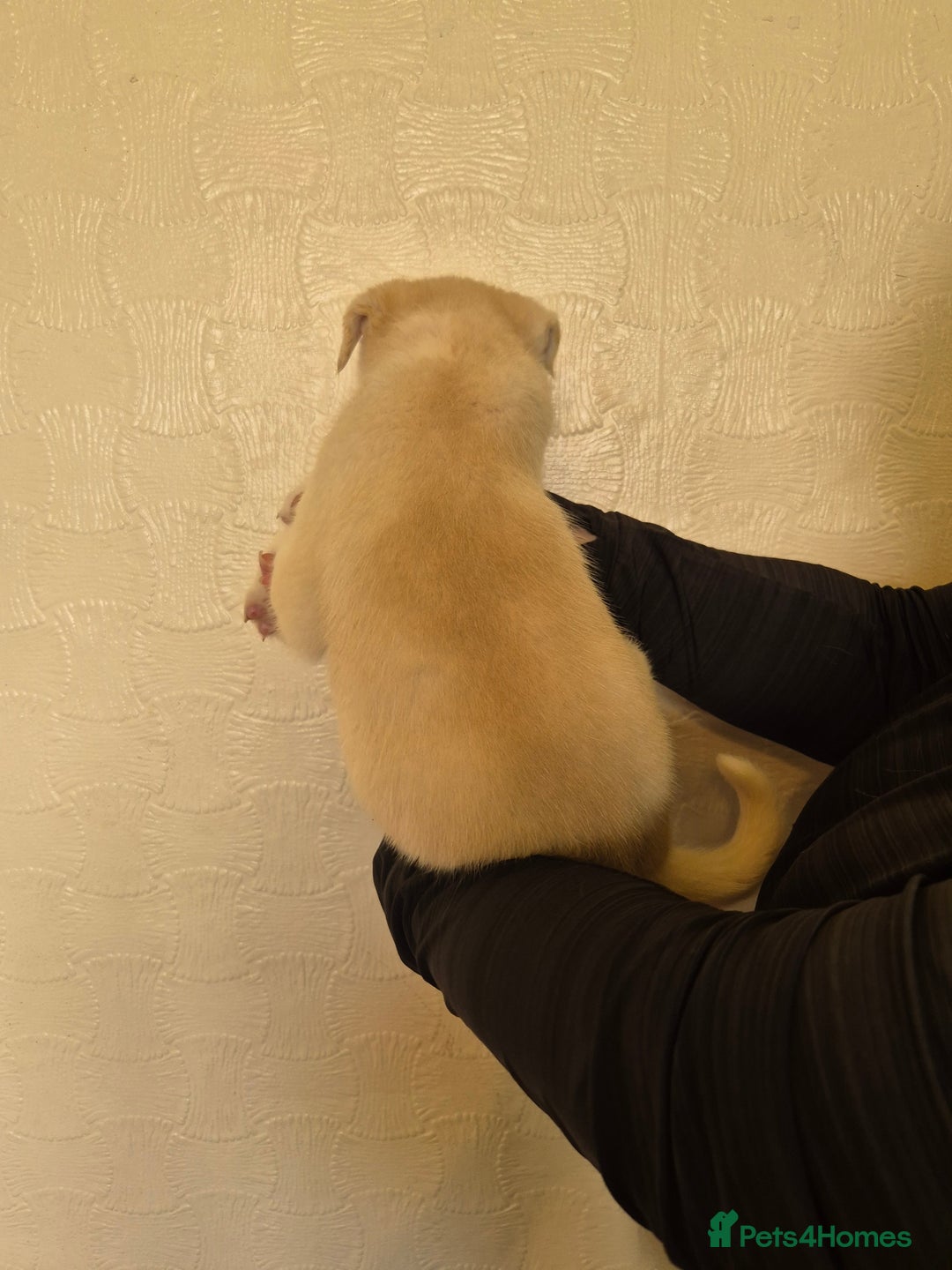 Siberian Husky dogs for sale: Beautiful Husky Looking for Their Forever Homes - Advert 23