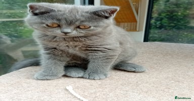 British Shorthair cats - Advert 5