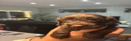 Cockapoo dogs for sale: Beautiful F2 puppies available to view and reserve - Advert 6