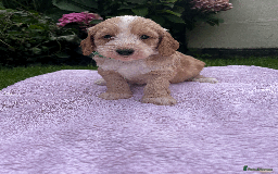 Cockapoo dogs for sale: Cockapoo puppies  - Image 3