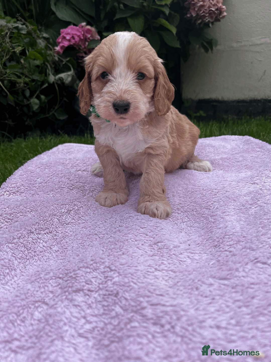Cockapoo dogs for sale: Cockapoo puppies  - Image 3