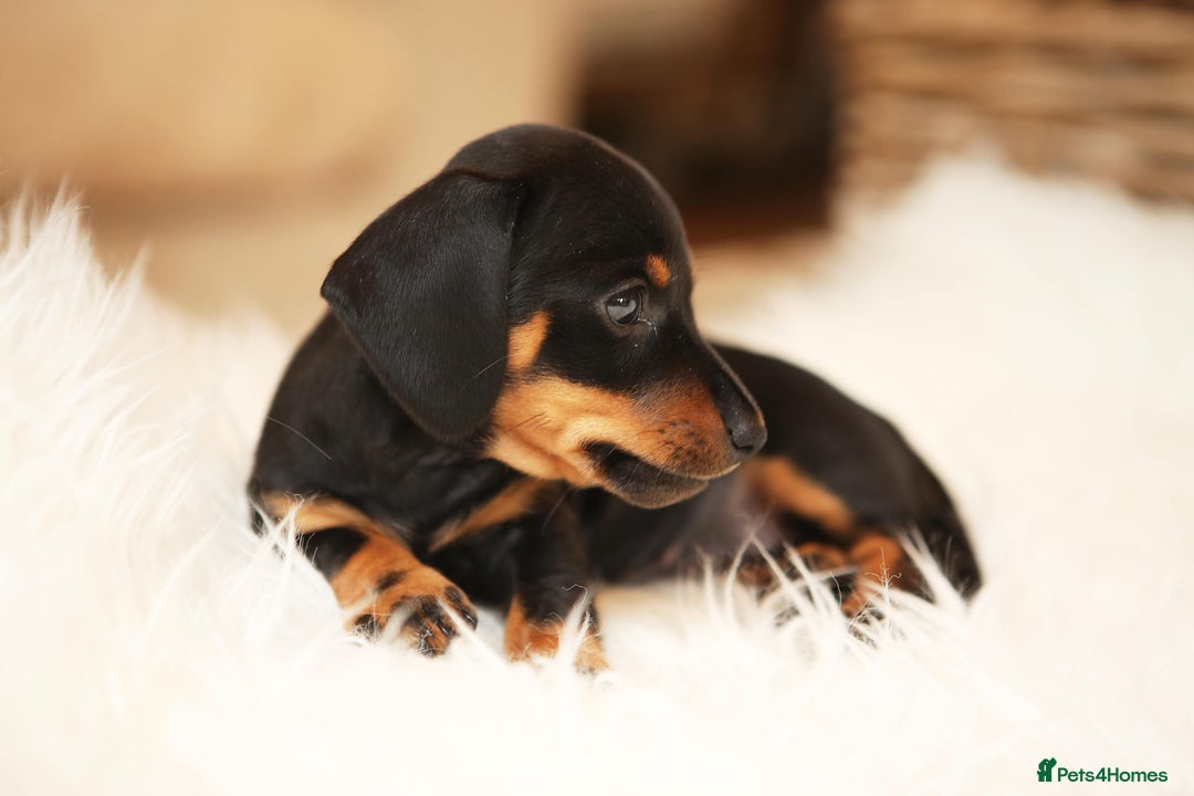 Miniature Dachshund dogs for sale: Miniature dachshund puppies, family bred - Image 5