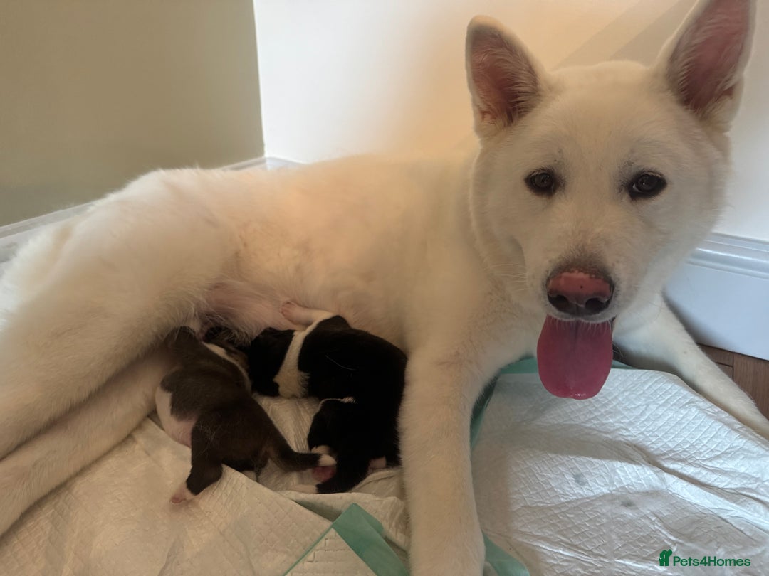 Akita dogs for sale: 2 Akita puppies 1 female 1 male  - Image 8