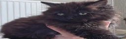 Mixed Breed cats for sale: Beautiful Long-Haired Black Female Kitten - Advert 5