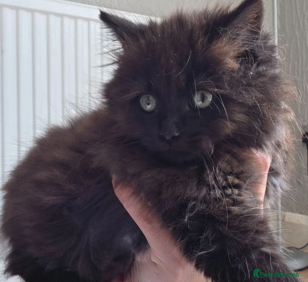 Mixed Breed cats for sale: Beautiful Long-Haired Black Female Kitten - Advert 5