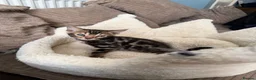 Bengal cats for sale: TICA pure breed Bengal kittens available.  - Advert 17