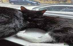British Shorthair cats for sale: 3 male kittens - Image 3