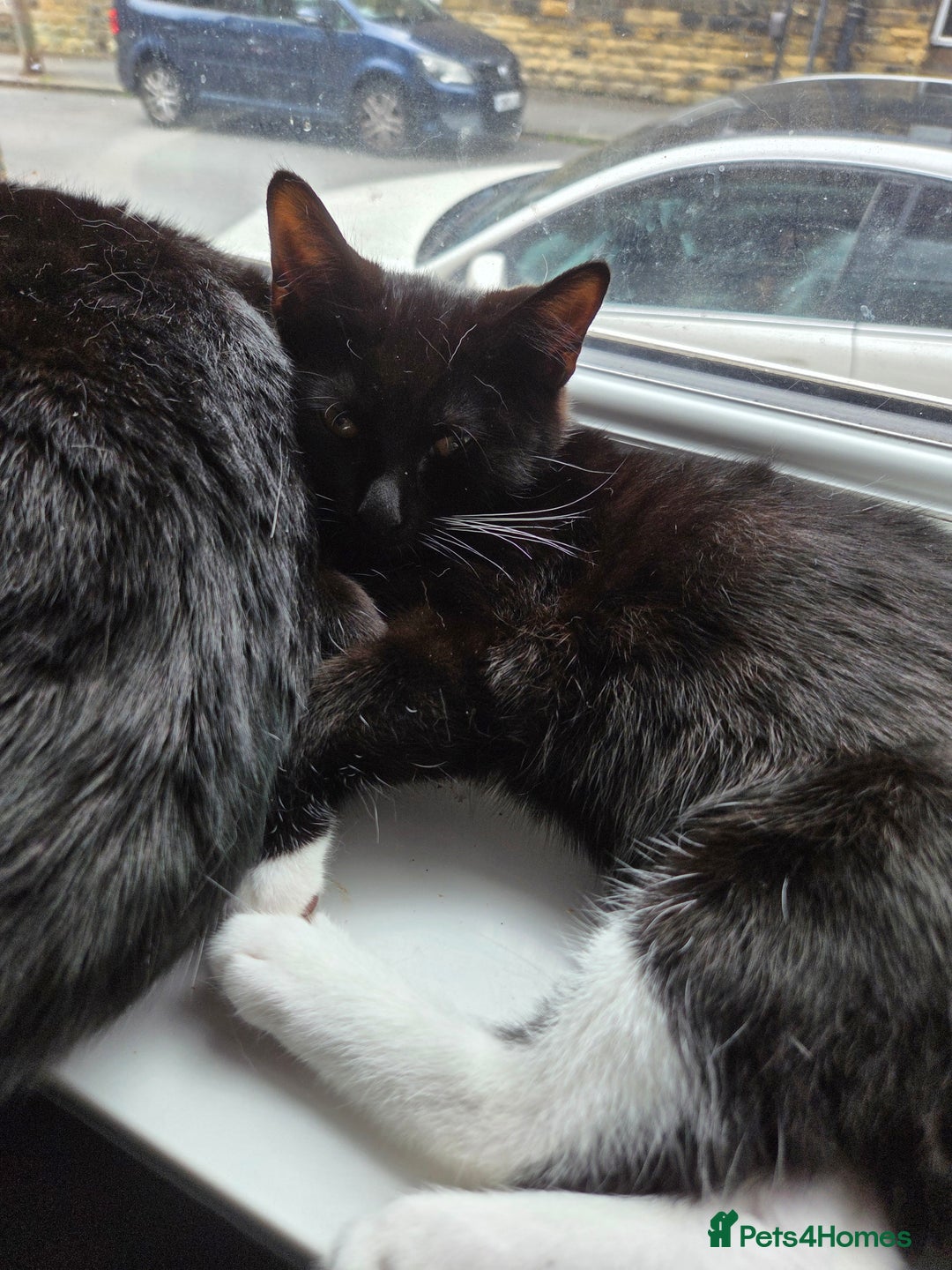 British Shorthair cats for sale: 3 male kittens - Image 3