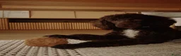 Miniature Poodle dogs for sale: Chocolate Miniature Poodle in London - Advert 4