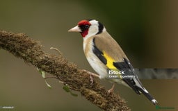 Canaries birds for sale: Wanted Breeding pair of goldfinchs - Image 1