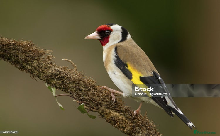 Canaries birds - Advert 1