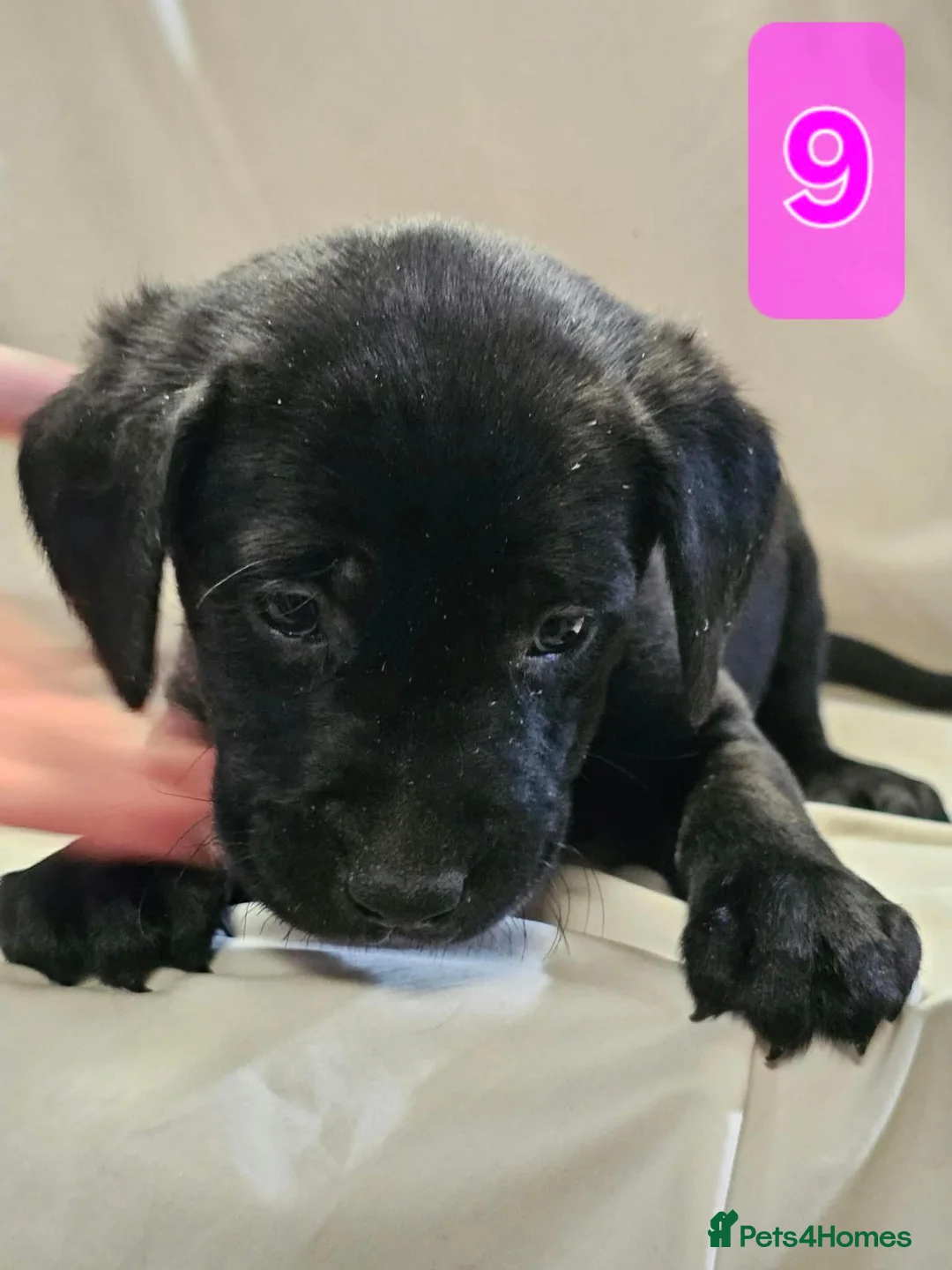 Labrador Retriever dogs for sale: Beautiful Black & Golden Labrador Puppies  - Advert 2
