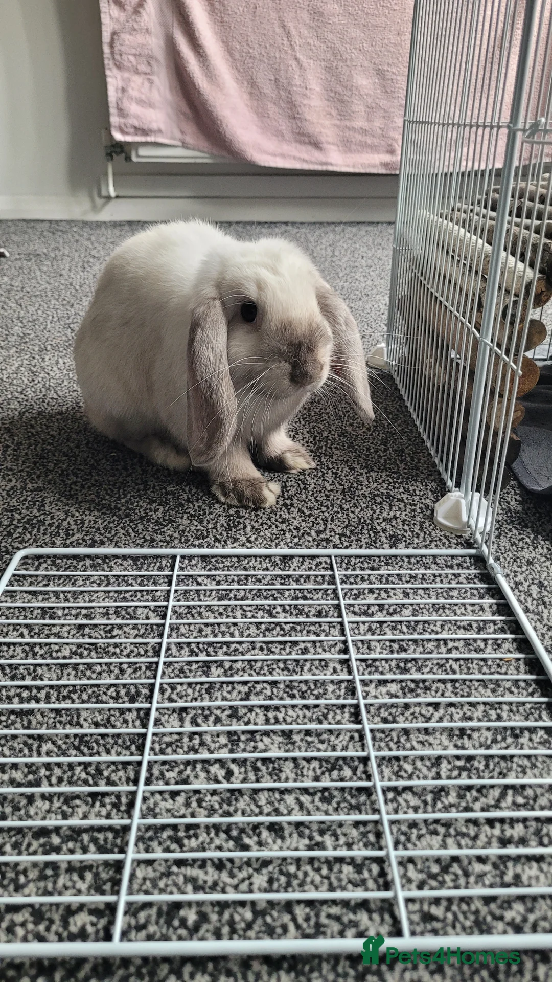 Mini Lop rabbits for sale: Male mini lop - Advert 2