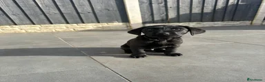 Black Collard black male