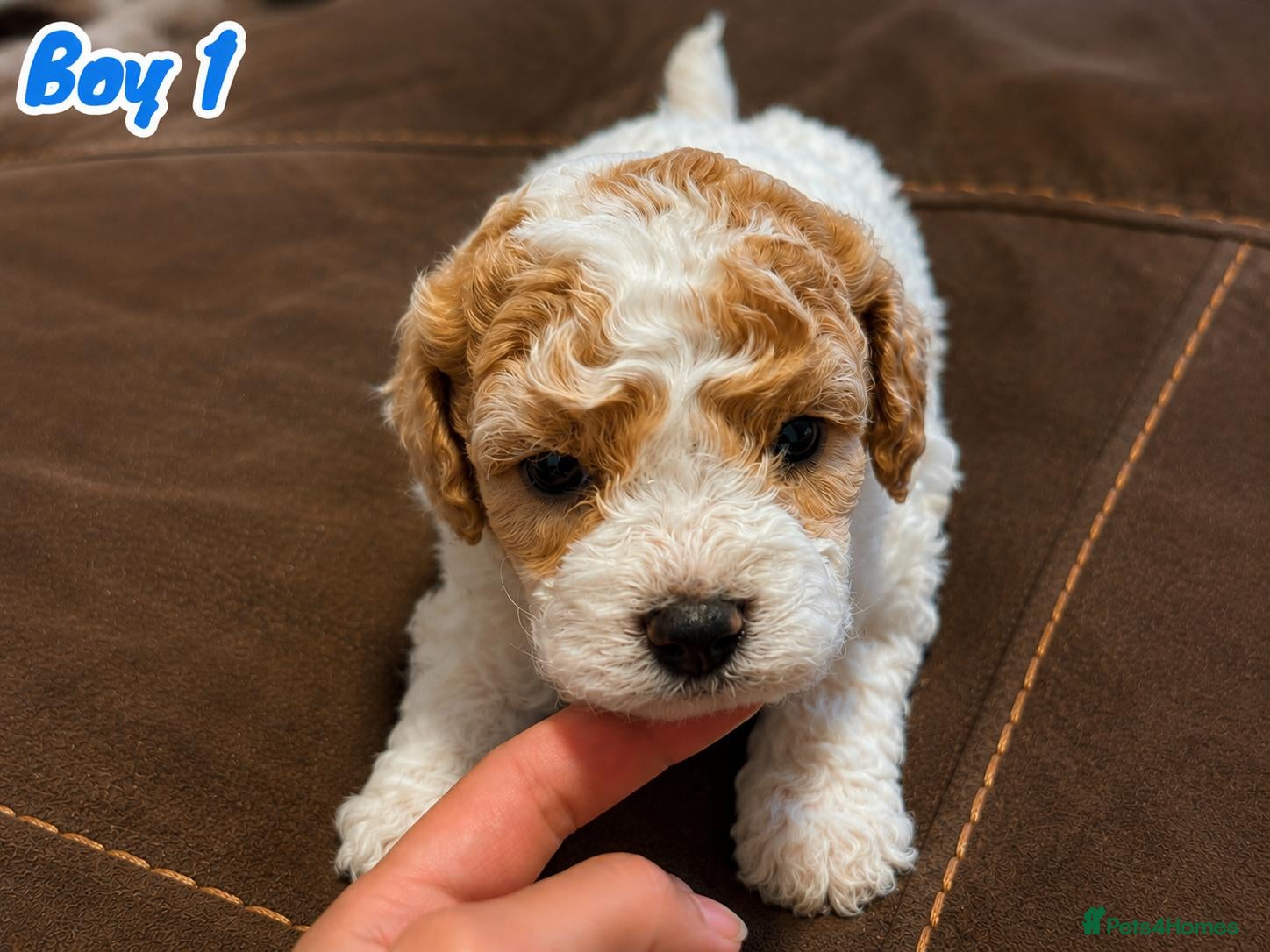 Mixed Breed dogs Adorable Bichon × Cockapoo Puppies - Only 3 Left! - Advert 1