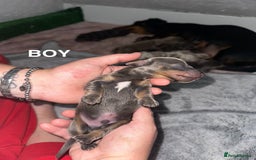 Miniature Dachshund dogs for sale: Miniature Dachshunds  - Image 4