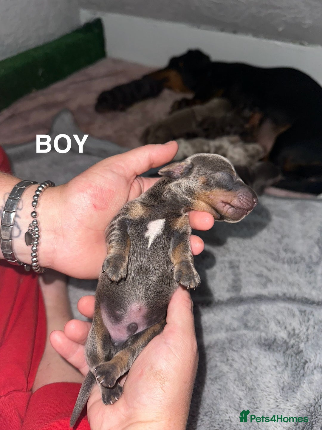 Miniature Dachshund dogs for sale: Miniature Dachshunds  - Image 4