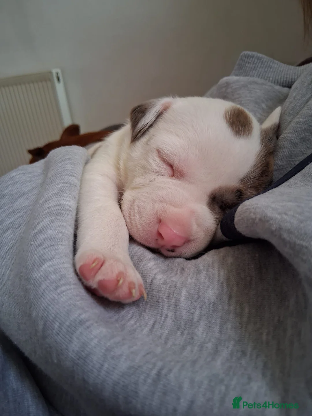 Mixed Breed dogs for sale: Beautiful American bully x staff pups.  - Advert 10