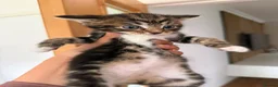 Mixed Breed cats for sale: Kittens for sale - Advert 3