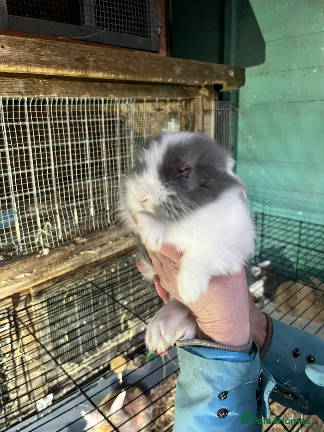 Mixed Breed rabbits for sale: Mixed Dutch Rabbits *please read description* in Doncaster - Advert 3
