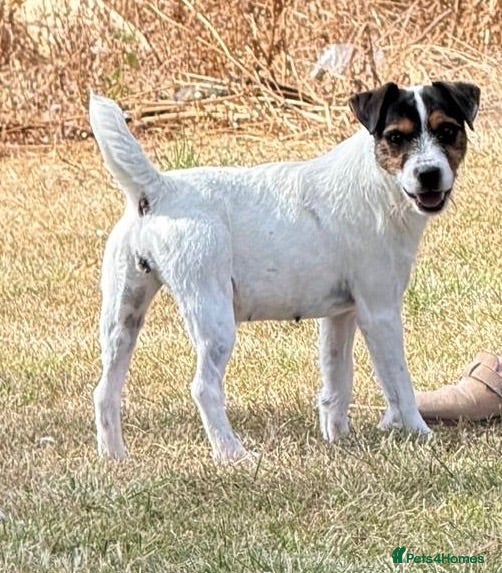 Jack Russell dogs Young female JRT for sale - Advert 3