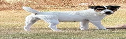 Jack Russell dogs for sale: Young female JRT for sale - Advert 1