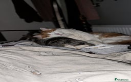 British Longhair cats for sale: Bean is looking for a new home  - Image 9