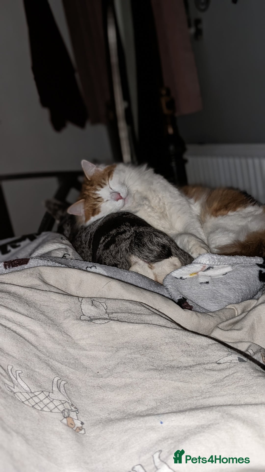 British Longhair cats for sale: Bean is looking for a new home  - Image 9