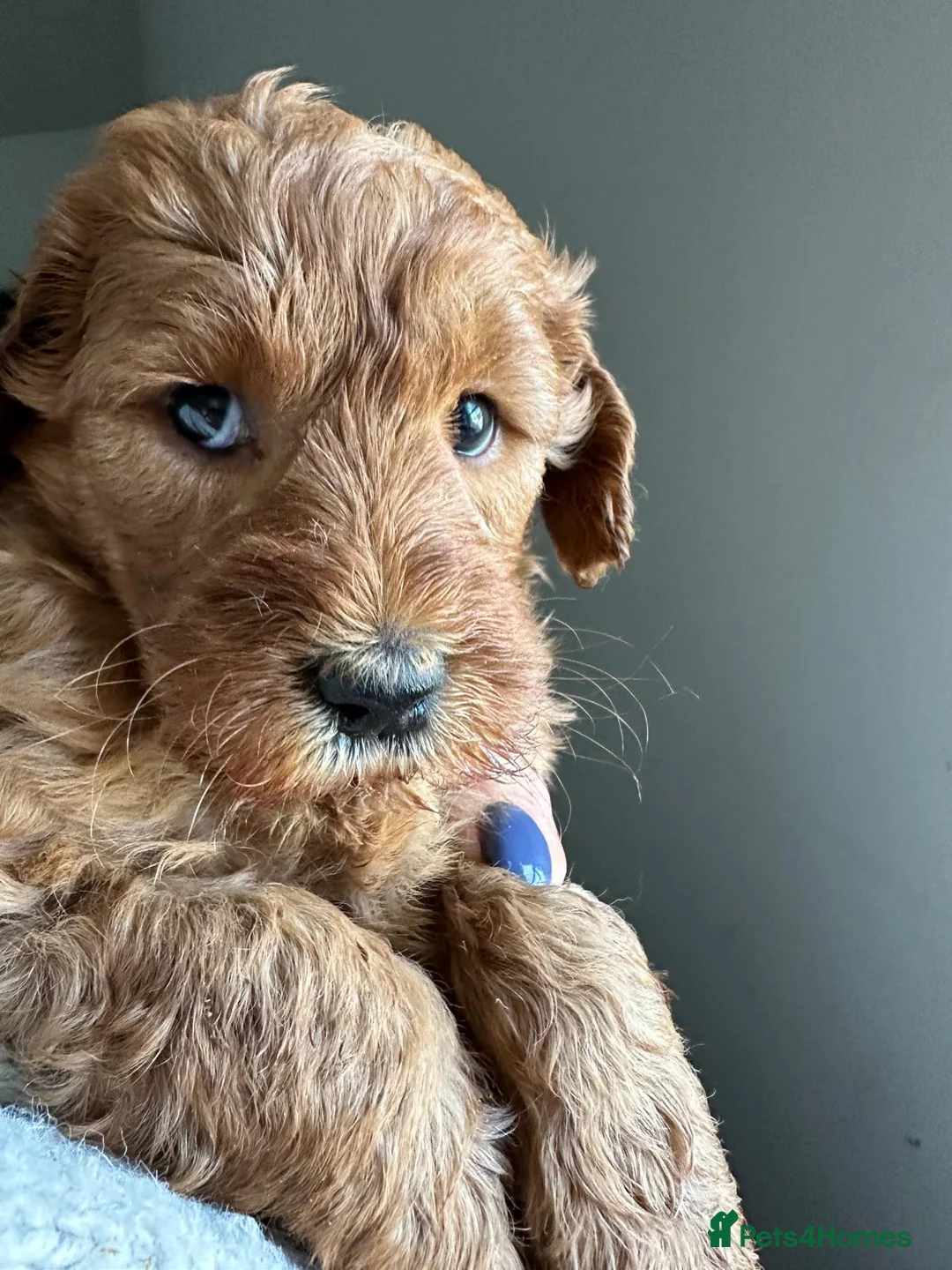 Australian Labradoodle dogs for sale: Australian labradoodle Puppies - Advert 2