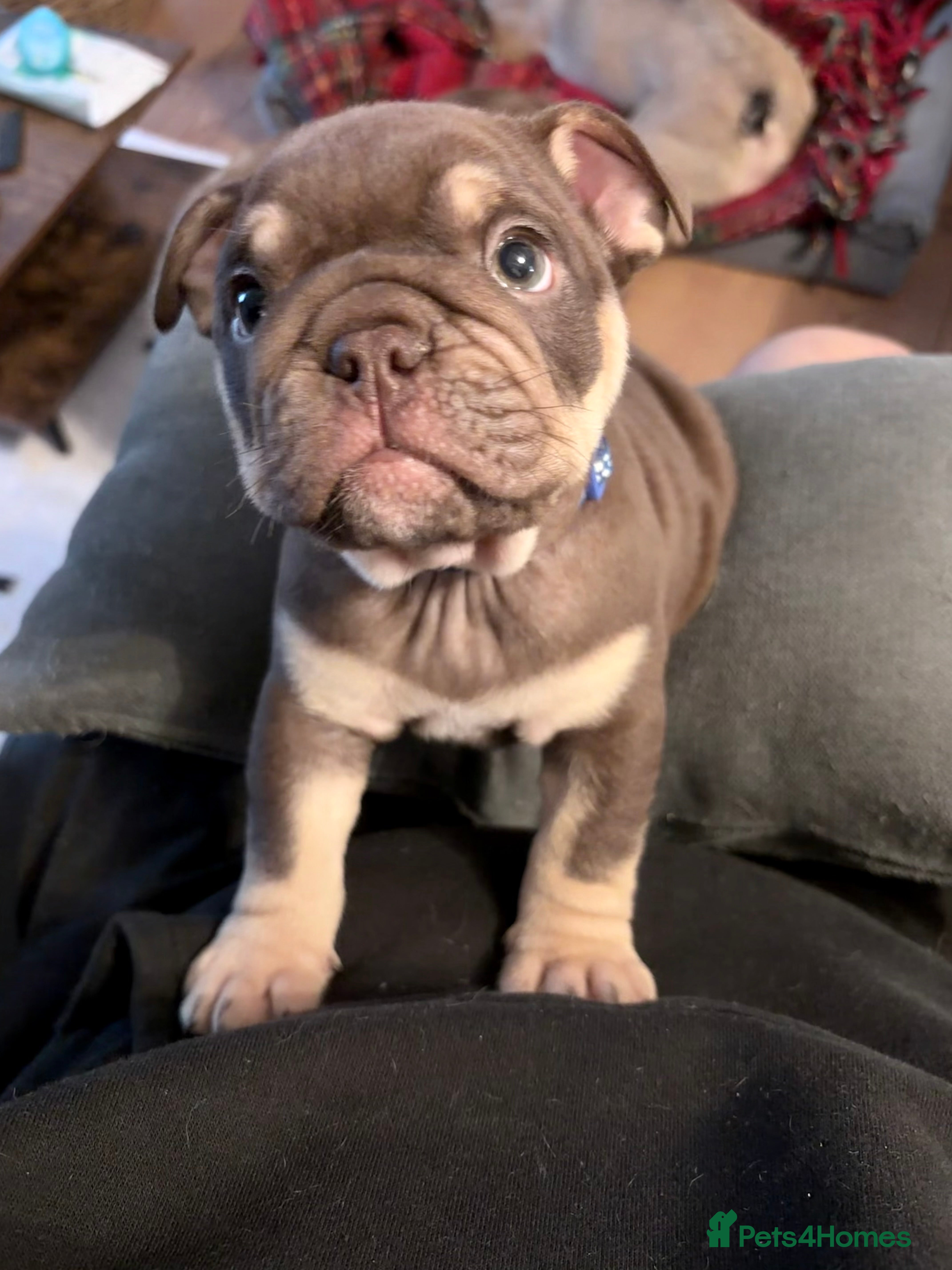 English Bulldog dogs 🏆 Elite KC English Bulldog Puppies – Swansea 🏆 - Advert 18