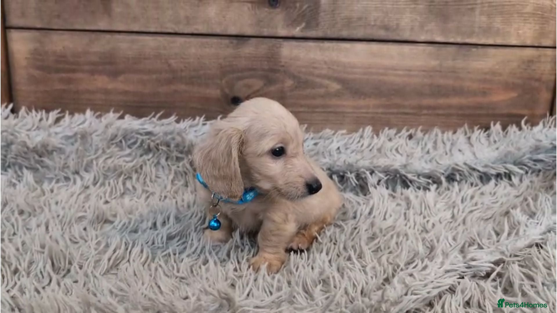 Miniature Dachshund dogs 🐾 Miniature Dachshund Puppies 🐾 - Advert 1