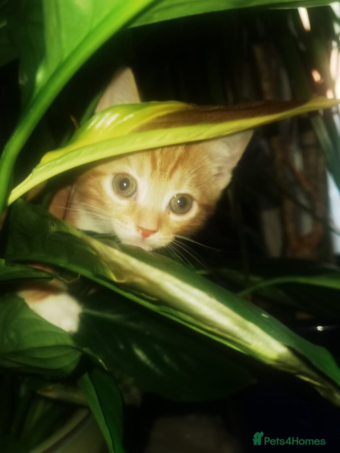 Mixed Breed cats for sale: Gorgeous Ginger and Tabby kitten - Advert 6