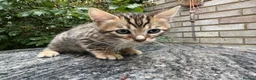 Bengal cats for sale: Bengal x Maine Coon Cross Kittens  - Advert 14