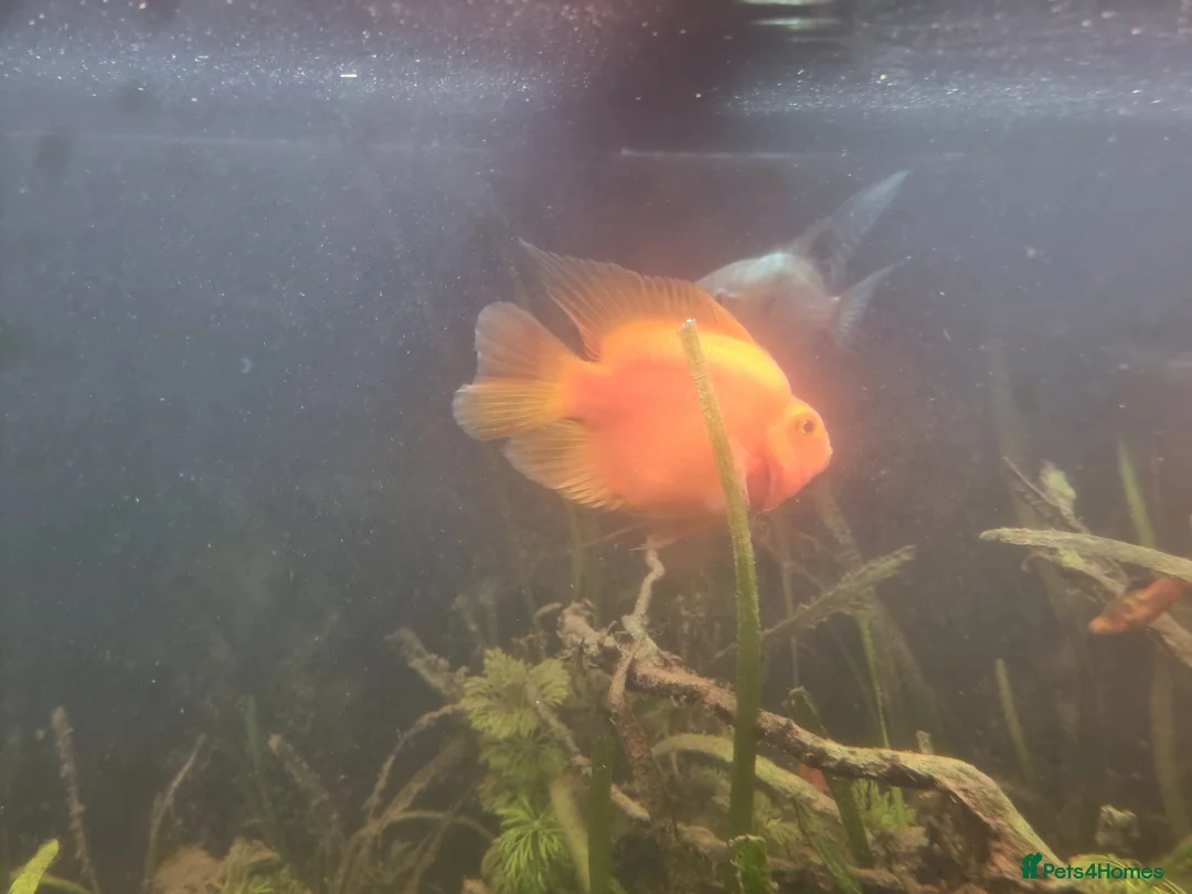 Cichlids fish for sale: Tropical fish - Advert 27