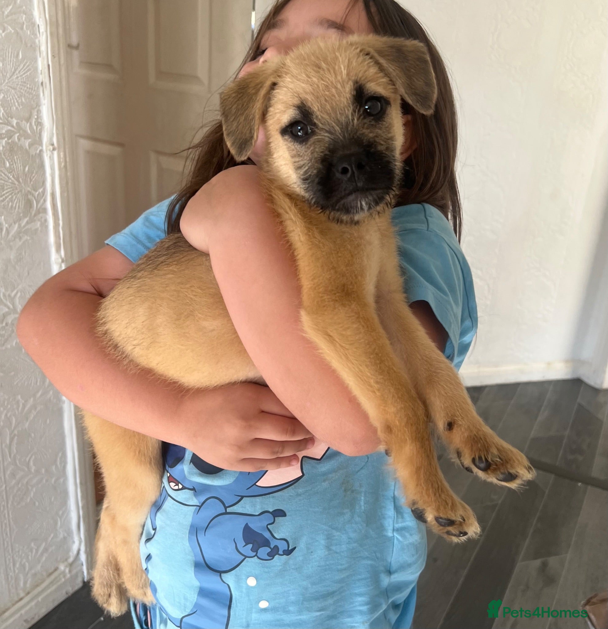 Mixed Breed dogs *LAST ONE* READY TO LEAVE*  Malkita X puppies - Advert 1