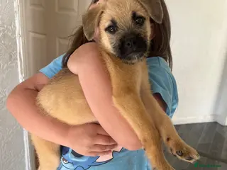 Mixed Breed dogs *LAST ONE* READY TO LEAVE* Malkita X puppies - Advert 1