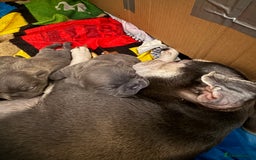 French Bulldog dogs for sale: ✨Stunning Pedigree French Bulldog Puppies✨ - Advert 22