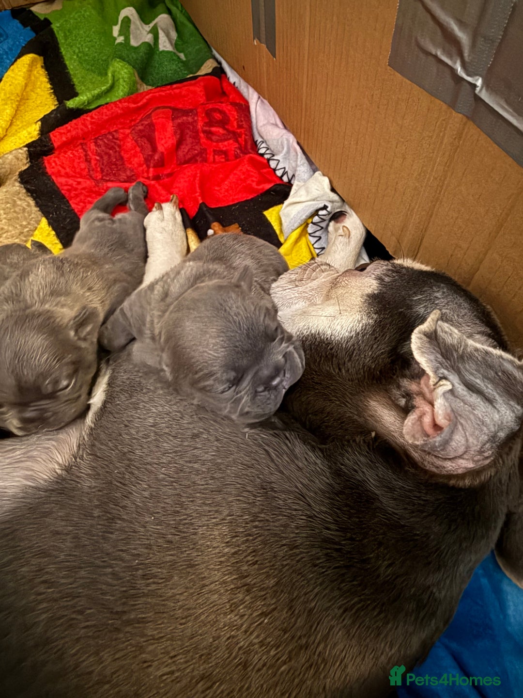 French Bulldog dogs for sale: ✨Stunning Pedigree French Bulldog Puppies✨ - Advert 22