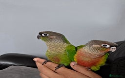 Conures birds for sale: Handreared Tame Baby Conures  - Image 8