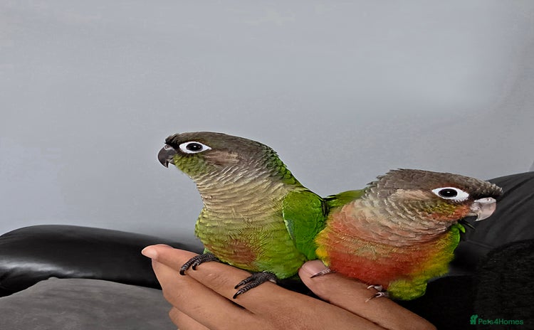 Conures birds - Advert 2